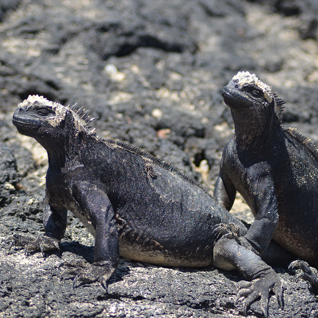 Galapagos