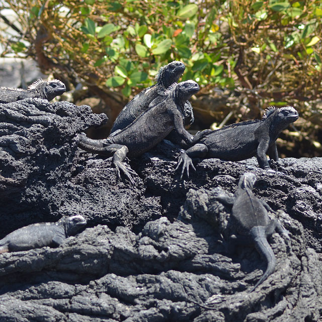 Galapagos