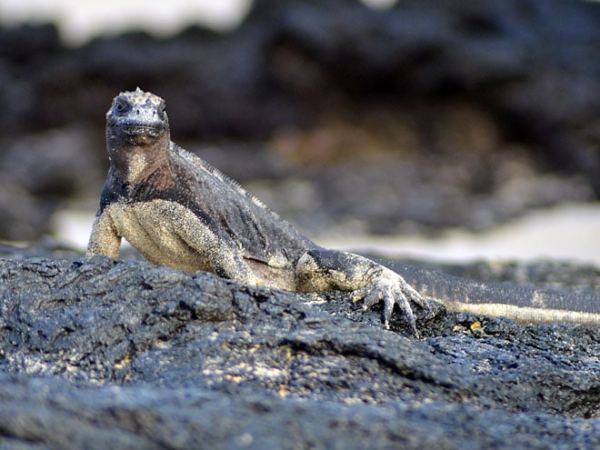 Von Quito nach Galapagos Galapagos Inseln