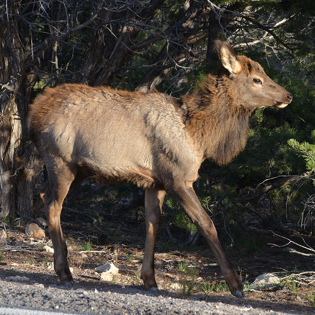 Elk Jungtier