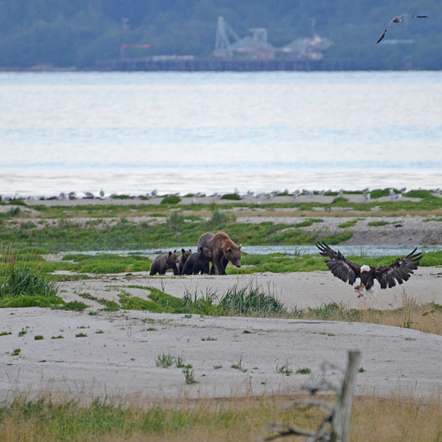 Grizzlybären in Haines