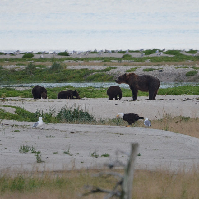 Grizzlybären in Haines