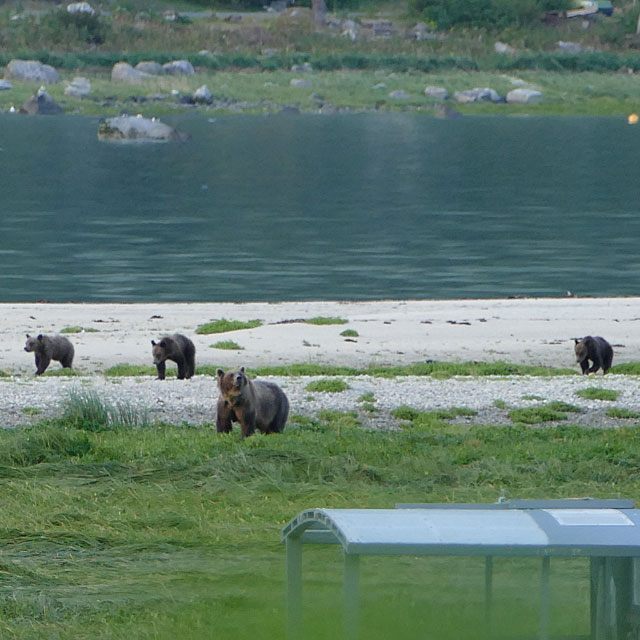 Grizzlybären in Haines