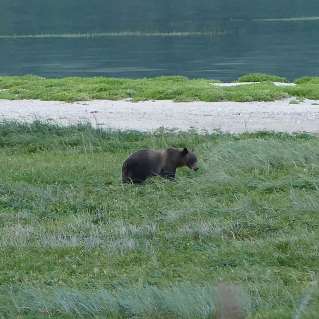 Grizzlybären in Haines