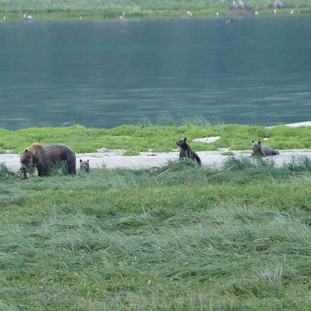 Grizzlybären in Haines