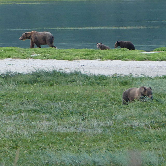 Grizzlybären in Haines