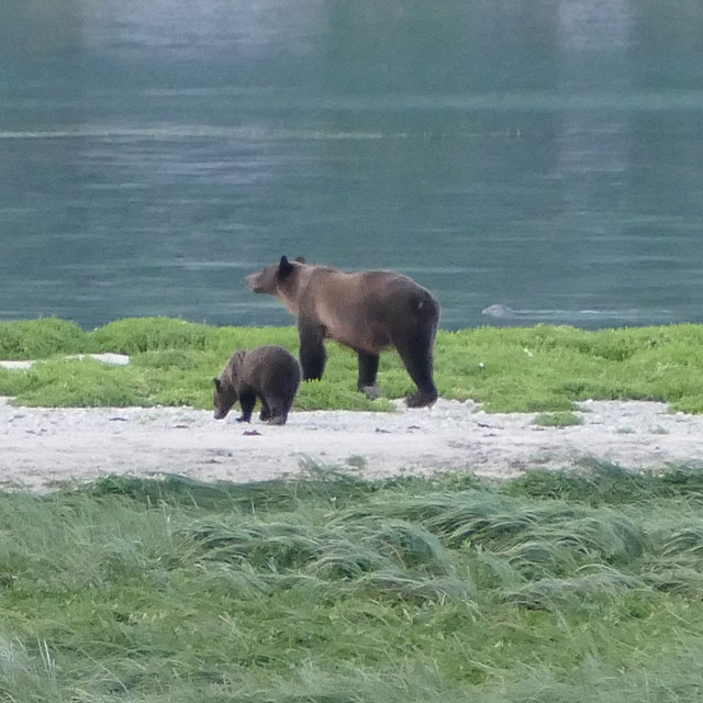 Grizzlybären in Haines