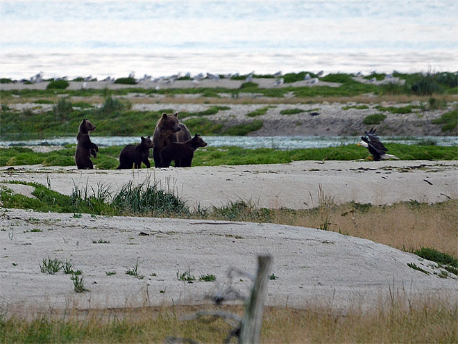 Tour von Haines Junction nach Haines in Alaska Haines in Alaska