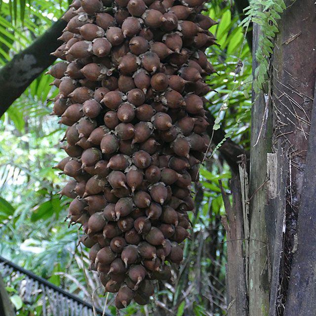 Hopkins in Belize