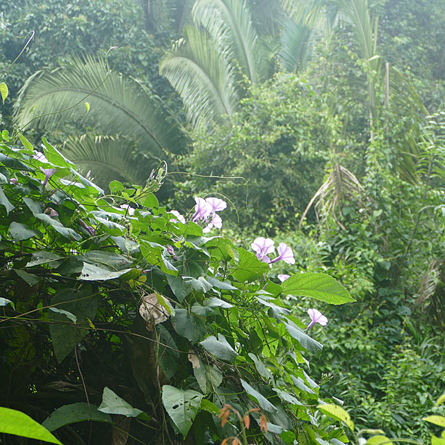 Hopkins in Belize