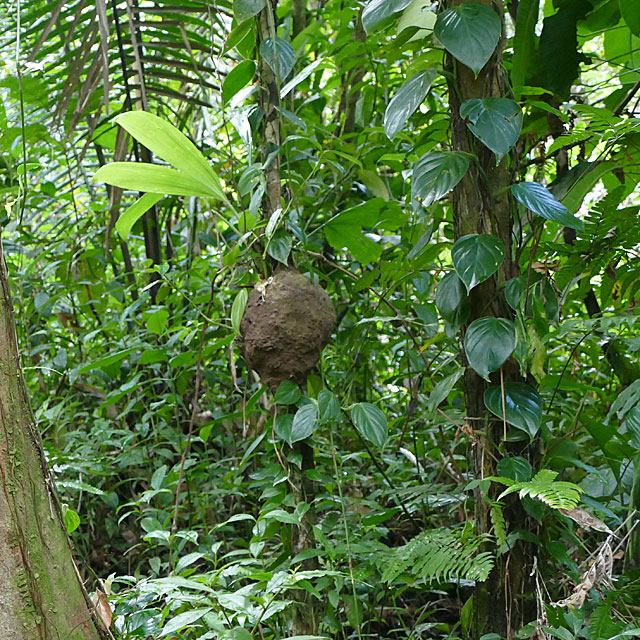 Hopkins in Belize