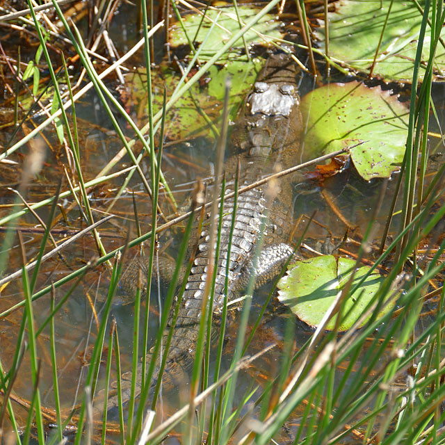 Hopkins in Belize