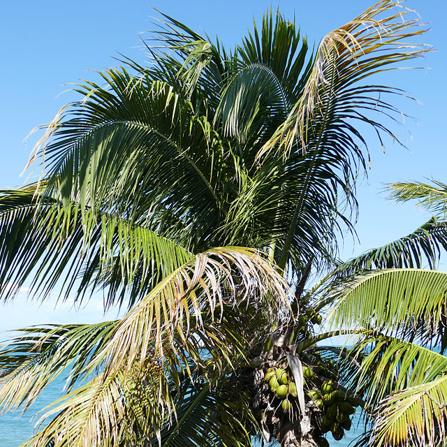 Hopkins in Belize