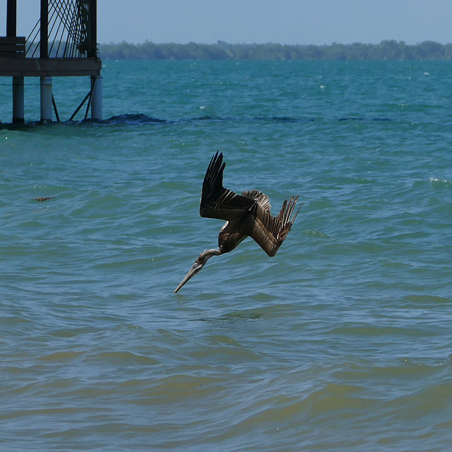 Hopkins in Belize