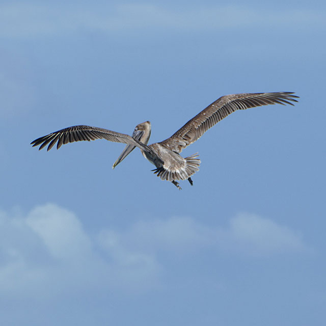 Hopkins in Belize