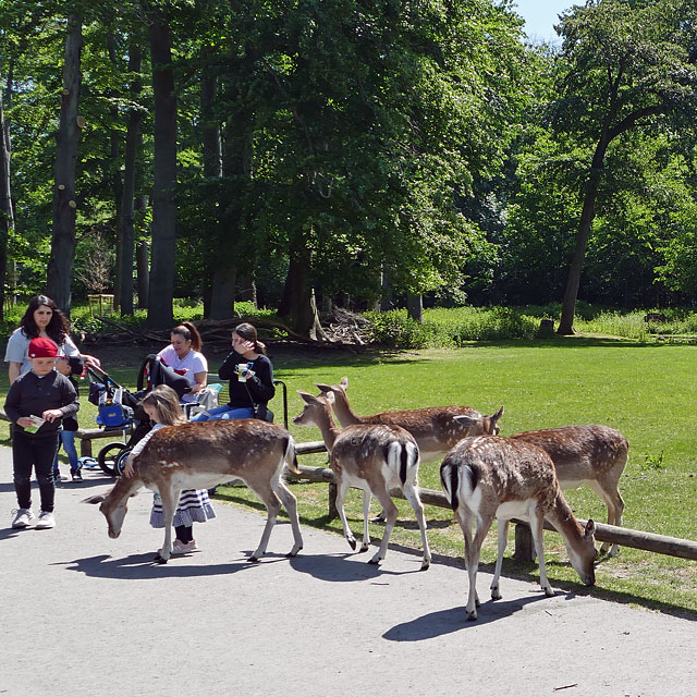 Kölner Rehpark