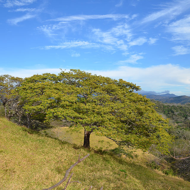 La Colina