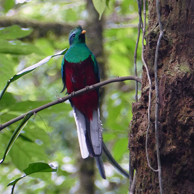 Quetzal in La Colina