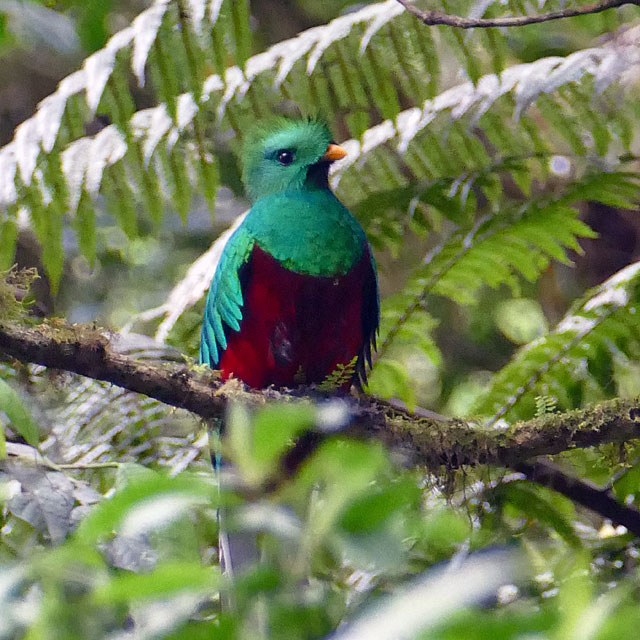 Quetzal in La Colina