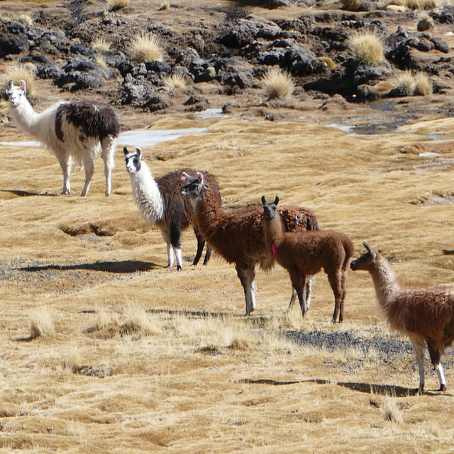Licancabur