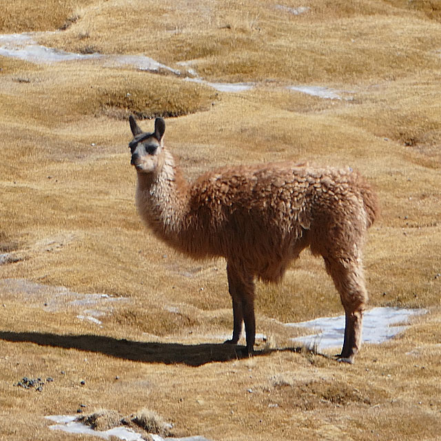 Licancabur