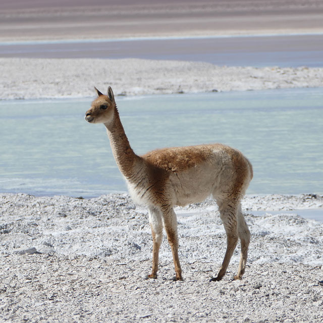 Licancabur