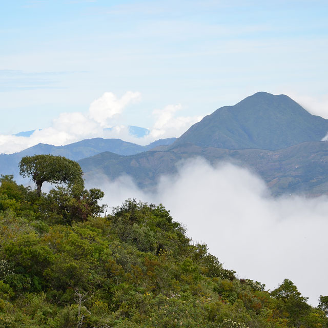 Macará