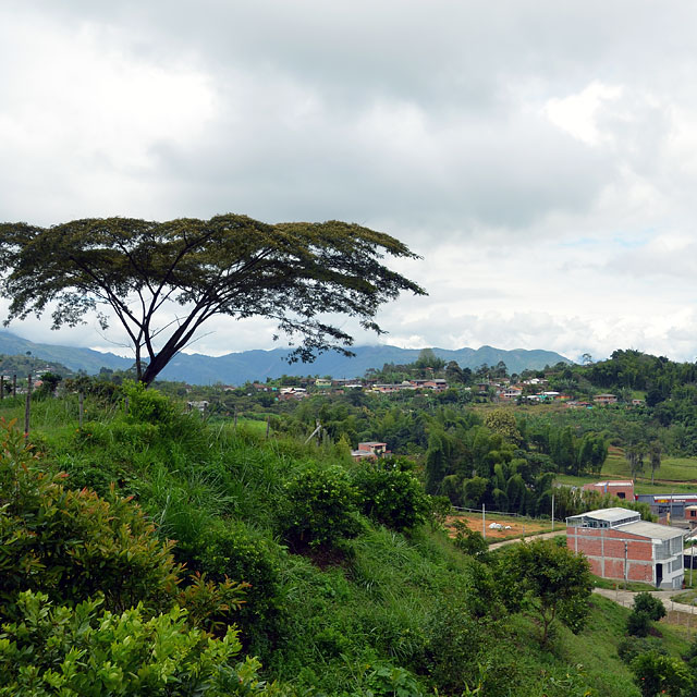 Manizales