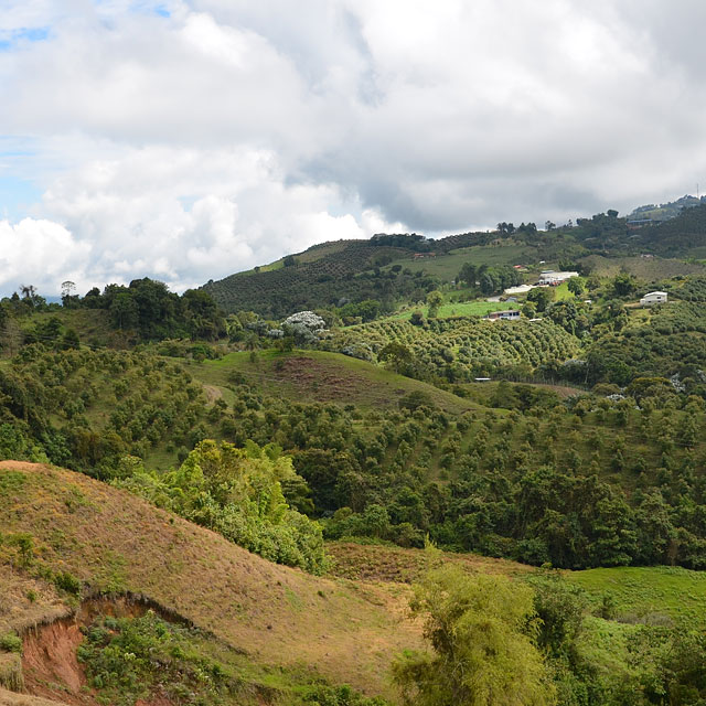 Manizales