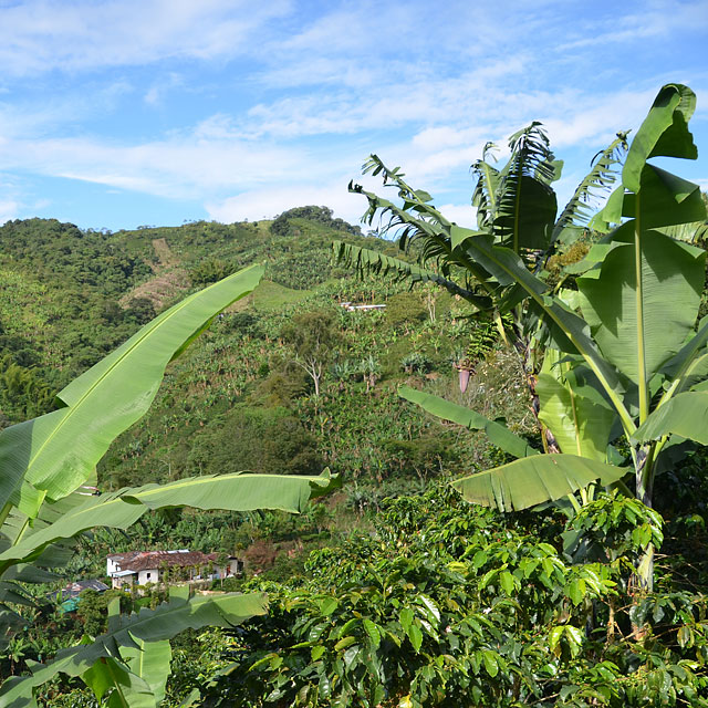 Manizales