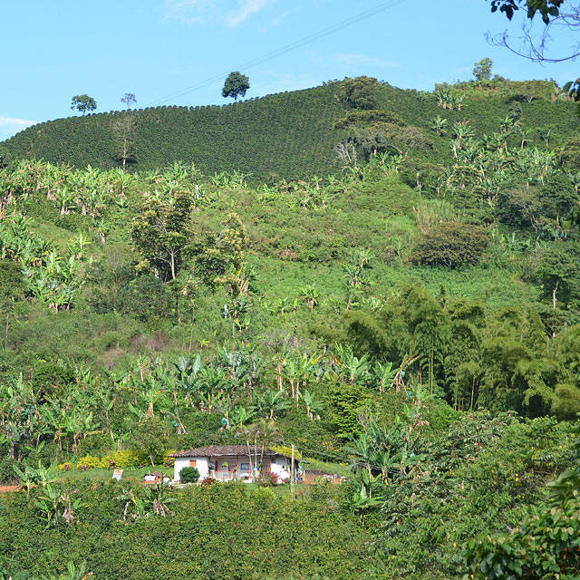 Manizales