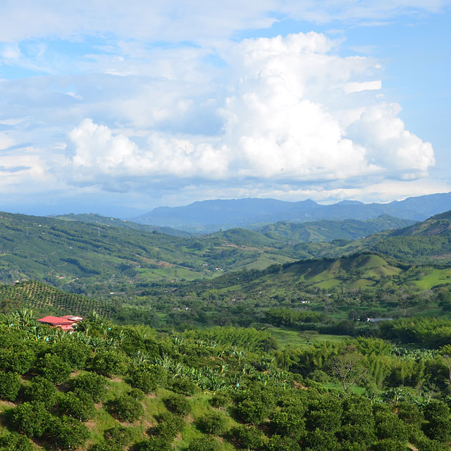 Manizales