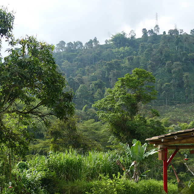 Manizales