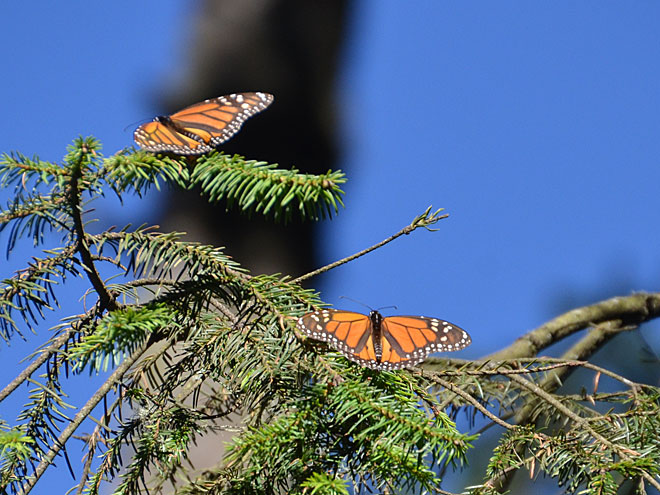 Unterwegs nach Mineral de Angangueo in Michoacán Mineral de Angangueo