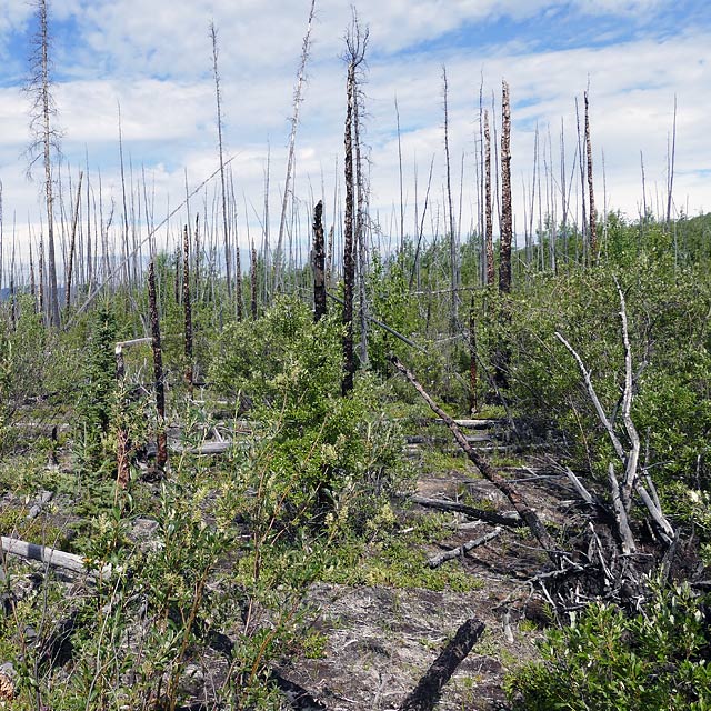 Moose Creek im kanadischen Yukon