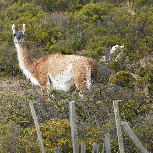 Onaisín, Chile