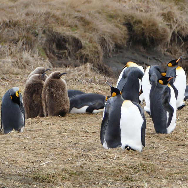 Onaisín, Chile