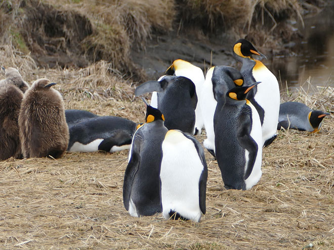 Von Punta Arenas nach Onaisín in Chile Onaisín in Chile