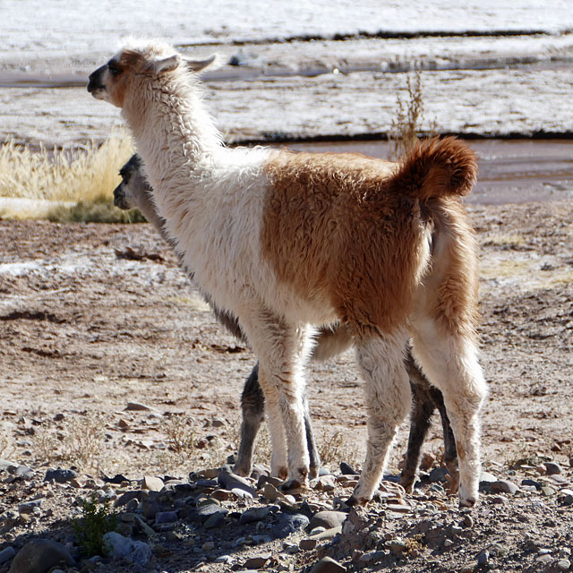 Oruro in Bolivien