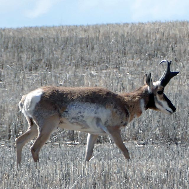 Gabelbock