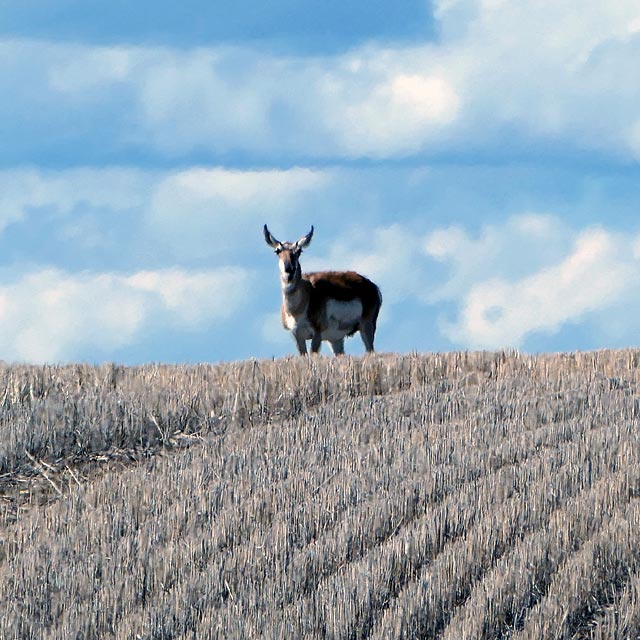 Gabelbock