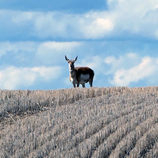 Gabelbock