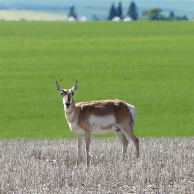 Pronghorn