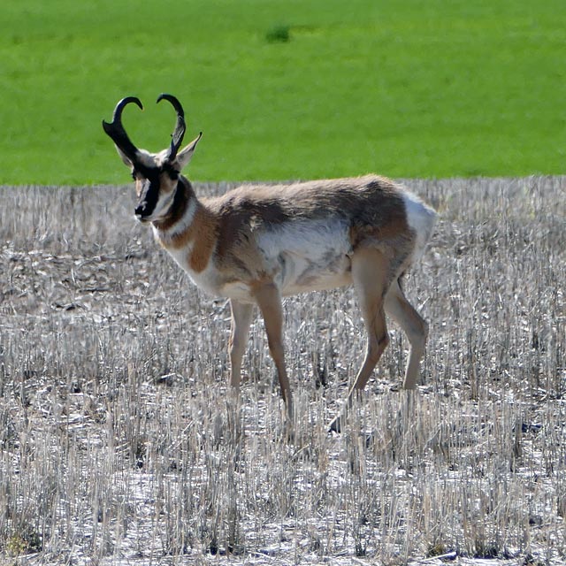 Gabelbock