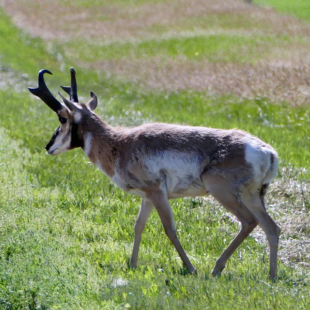 Pronghorn