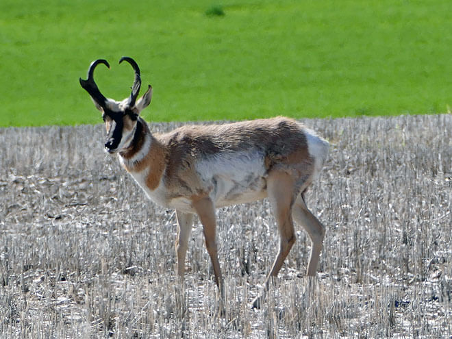 Tour nach Oyen in der kanadischen Provinz Alberta Oyen