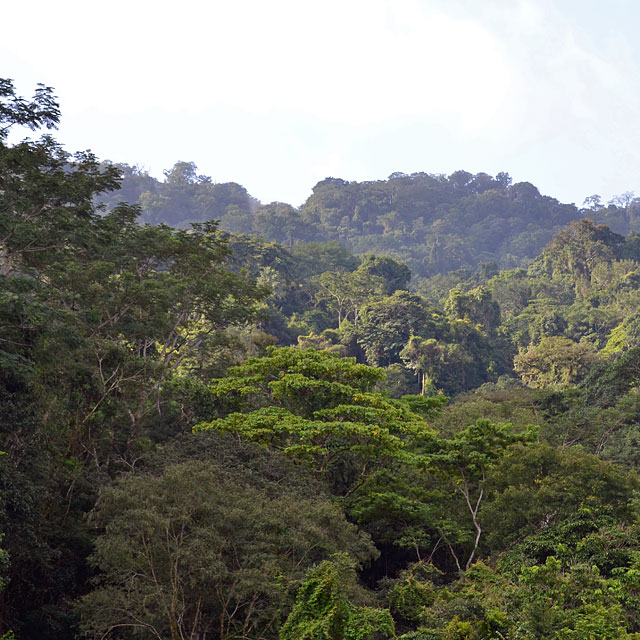 Palenque