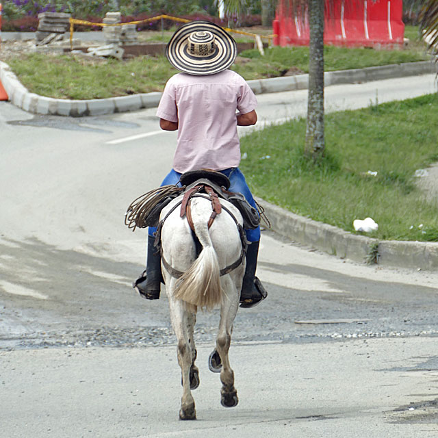 Paso Fino in Piedra del Peñol