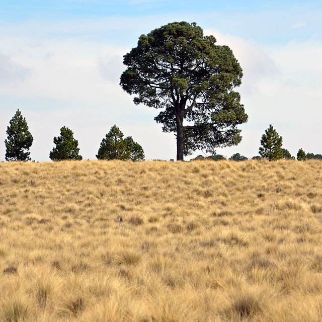 Puebla