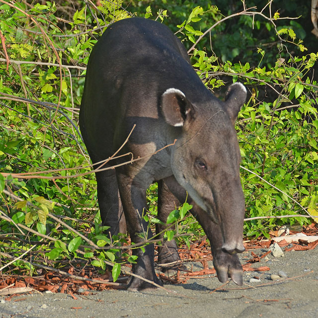 Tapir